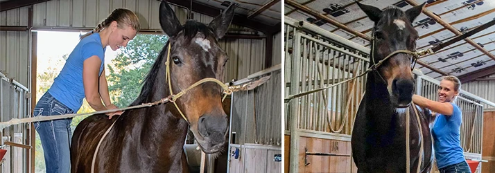 Valentina Degiovanni Adjusting Horse in Barn
